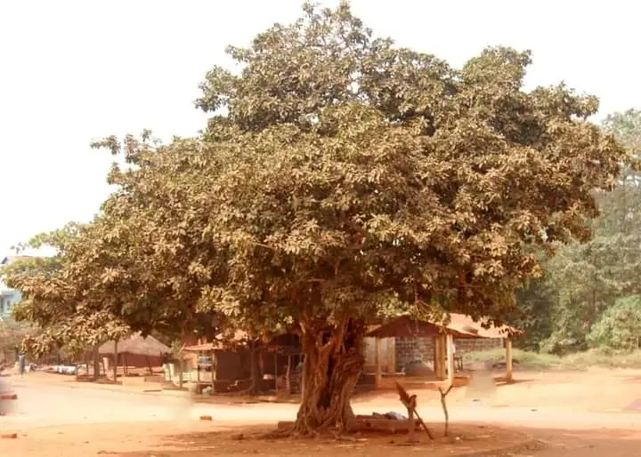 égi àbà ìta ikpobɛ́